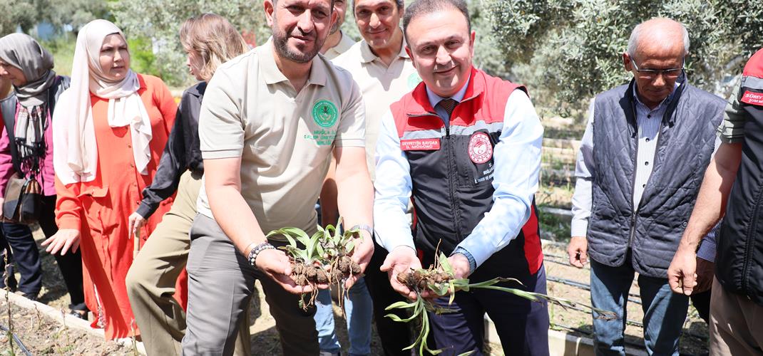 Dünya Çiftçiler Günü’nde Yatağan’da Salep Hasadı Yapıldı